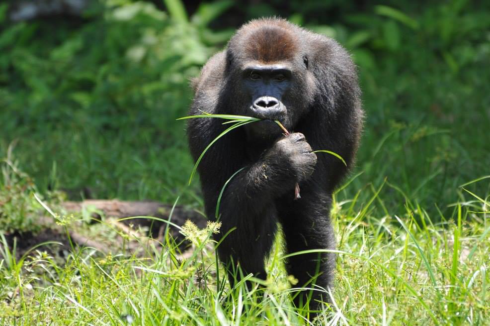 Foto (c)  Miroslav Bobek, Zoo Praha